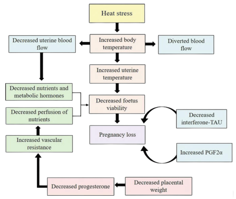 Impact of heat stress on pregnancy in livestock-1.png